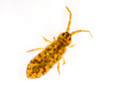 Isotomurus maculatus